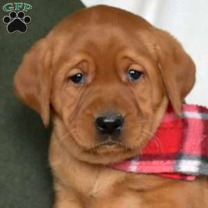 Raisin, Fox Red Labrador Retriever Puppy