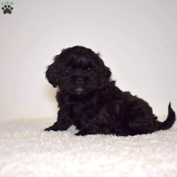 Ralph, Shih Tzu Mix Puppy