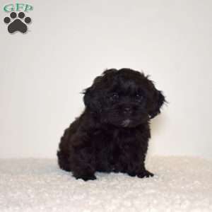 Ralph, Shih Tzu Mix Puppy