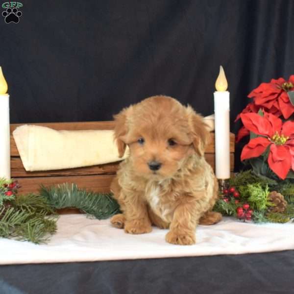 Ralphie, Maltipoo Puppy