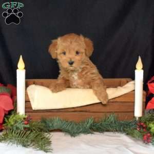 Ralphie, Maltipoo Puppy