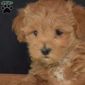 Ralphie, Maltipoo Puppy
