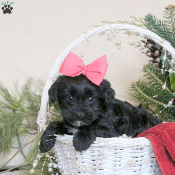 Ramona, Yorkie Poo Puppy