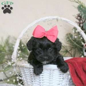 Ramona, Yorkie Poo Puppy