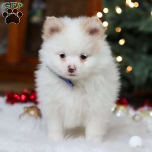Ramsey, Pomeranian Puppy