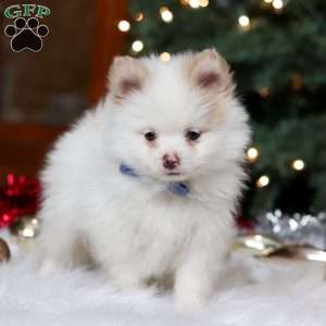Ramsey, Pomeranian Puppy