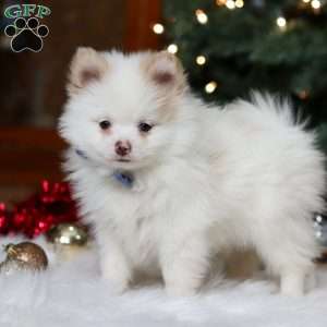 Ramsey, Pomeranian Puppy