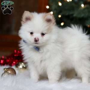 Ramsey, Pomeranian Puppy