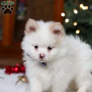 Ramsey, Pomeranian Puppy