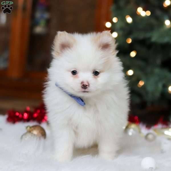 Ramsey, Pomeranian Puppy