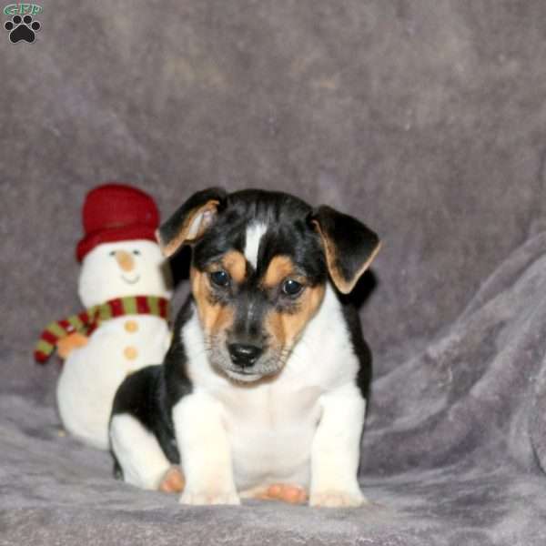 Randy, Jack Russell Terrier Puppy