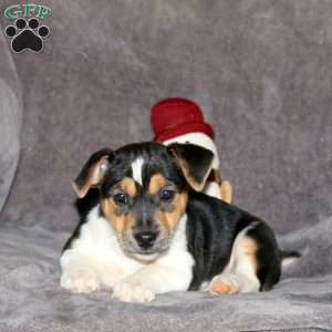Randy, Jack Russell Terrier Puppy