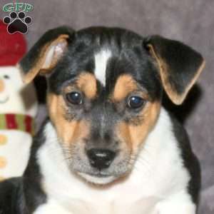Randy, Jack Russell Terrier Puppy