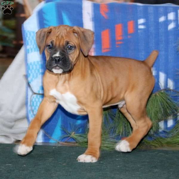 Randy, Boxer Puppy