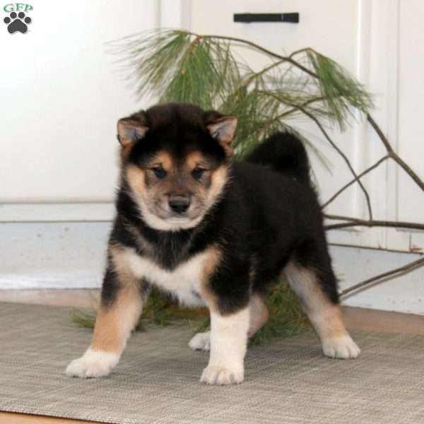 Randy, Shiba Inu Puppy