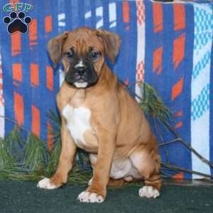 Randy, Boxer Puppy