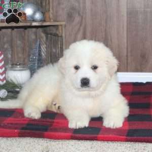 Ranger, Great Pyrenees Puppy