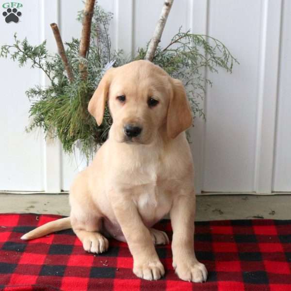 Ranger, Yellow Labrador Retriever Puppy