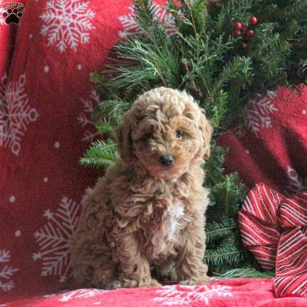 Ranger, Miniature Poodle Puppy