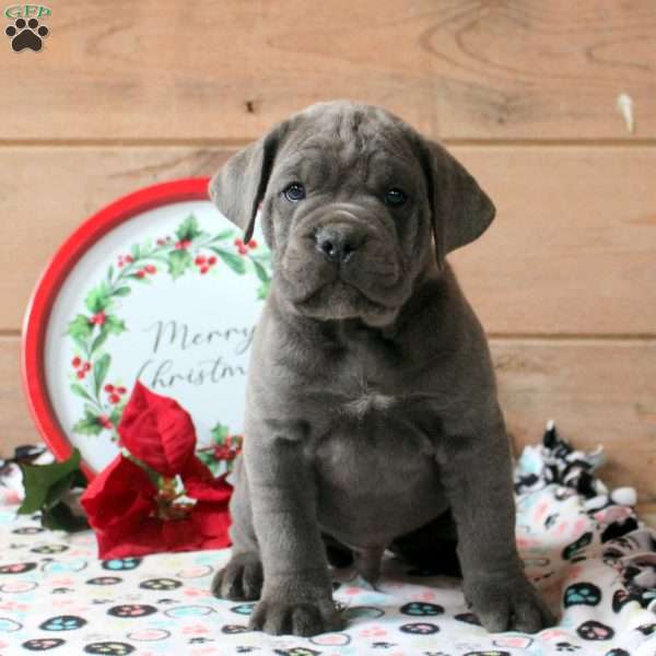 Ranger, Cane Corso Puppy