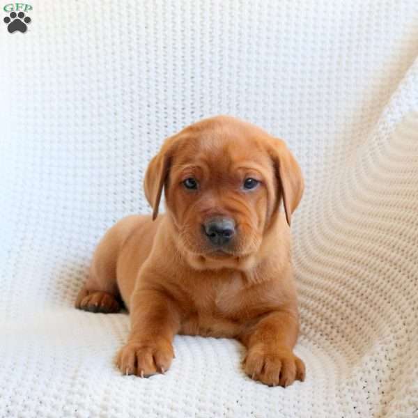 Ranger, Fox Red Labrador Retriever Puppy