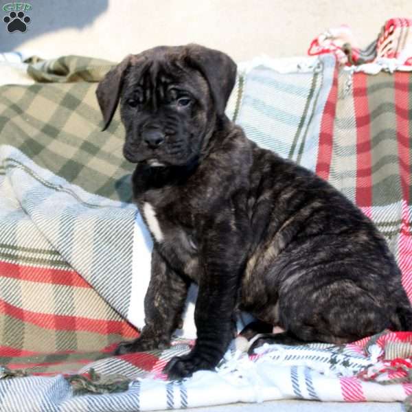 Ranger, English Mastiff Puppy