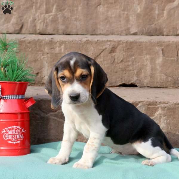 Ranger, Beagle Puppy