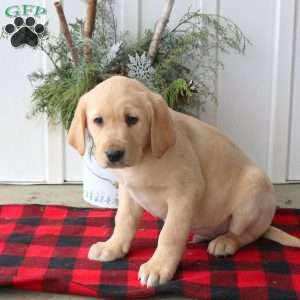Ranger, Yellow Labrador Retriever Puppy