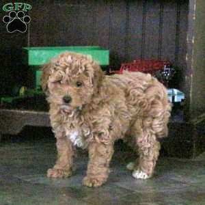 Ranger, Miniature Poodle Puppy