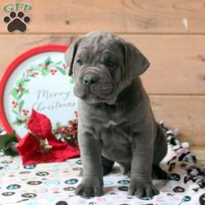 Ranger, Cane Corso Puppy