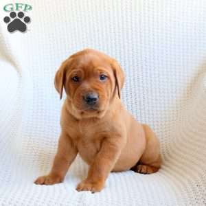 Ranger, Fox Red Labrador Retriever Puppy