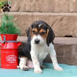 Ranger, Beagle Puppy