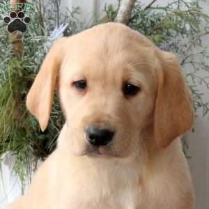 Ranger, Yellow Labrador Retriever Puppy