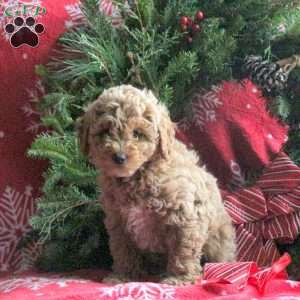 Ranger, Miniature Poodle Puppy