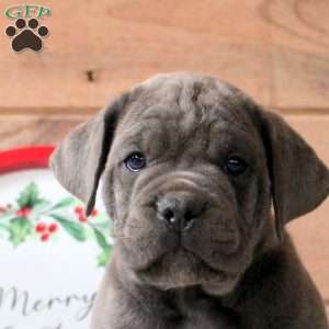 Ranger, Cane Corso Puppy