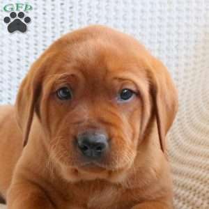 Ranger, Fox Red Labrador Retriever Puppy