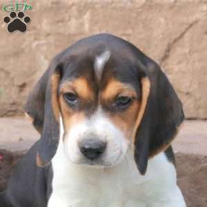 Ranger, Beagle Puppy