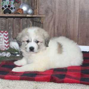 Rascal, Great Pyrenees Puppy