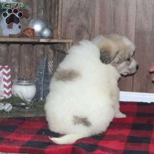 Rascal, Great Pyrenees Puppy