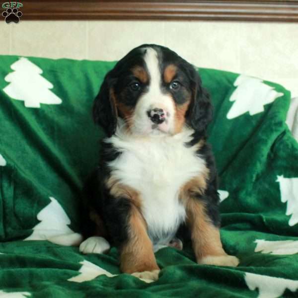 Rascal, Miniature Bernese Mountain Dog Puppy