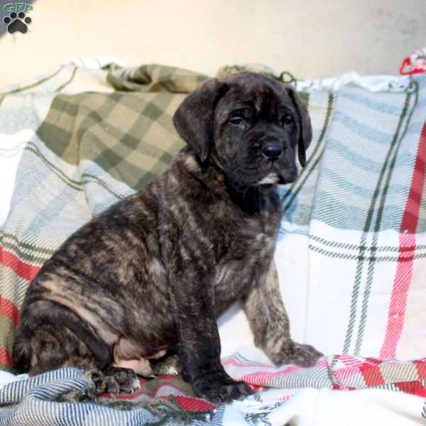 Rascal, English Mastiff Puppy