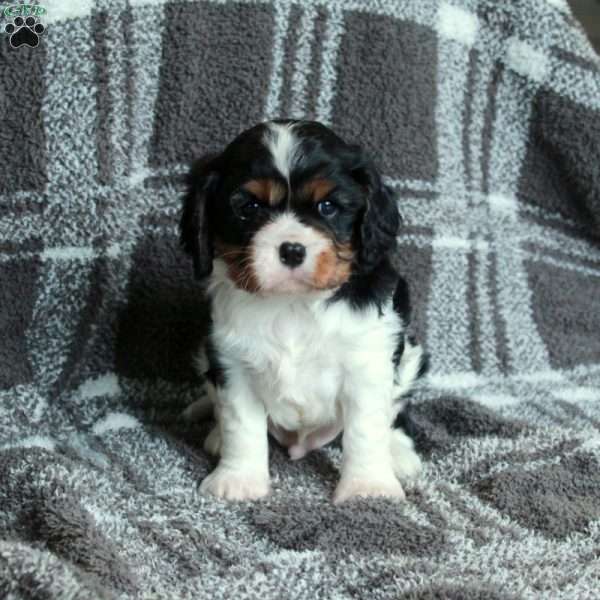 Rascal, Cavalier King Charles Spaniel Puppy