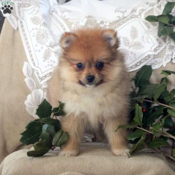 Rascal, Pomeranian Puppy