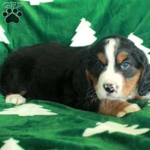 Rascal, Miniature Bernese Mountain Dog Puppy