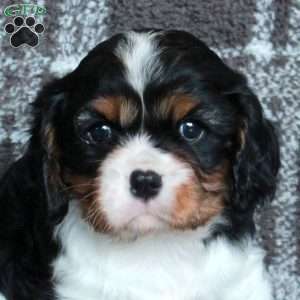 Rascal, Cavalier King Charles Spaniel Puppy