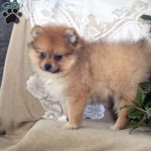 Rascal, Pomeranian Puppy