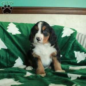 Rascal, Miniature Bernese Mountain Dog Puppy