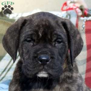 Rascal, English Mastiff Puppy