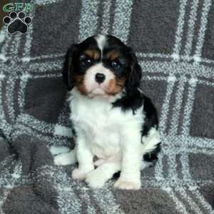 Rascal, Cavalier King Charles Spaniel Puppy