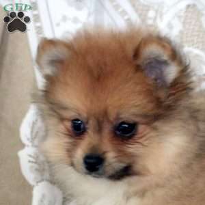 Rascal, Pomeranian Puppy